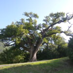 Le vieux chêne